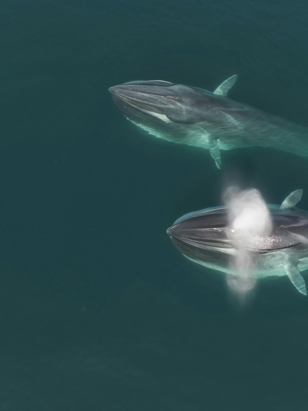 ¡Ballenas y delfines están pasando por nuestras costas!