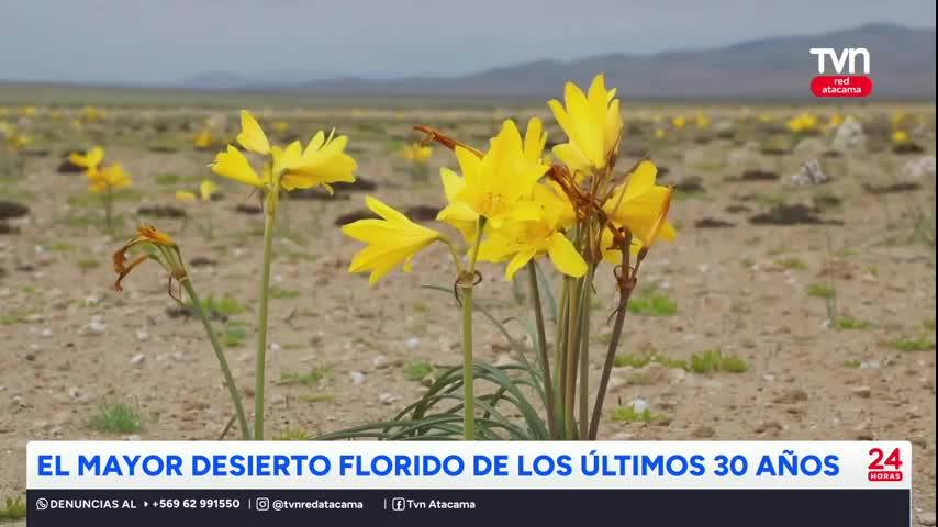 Desierto Florido se podría extender hasta diciembre