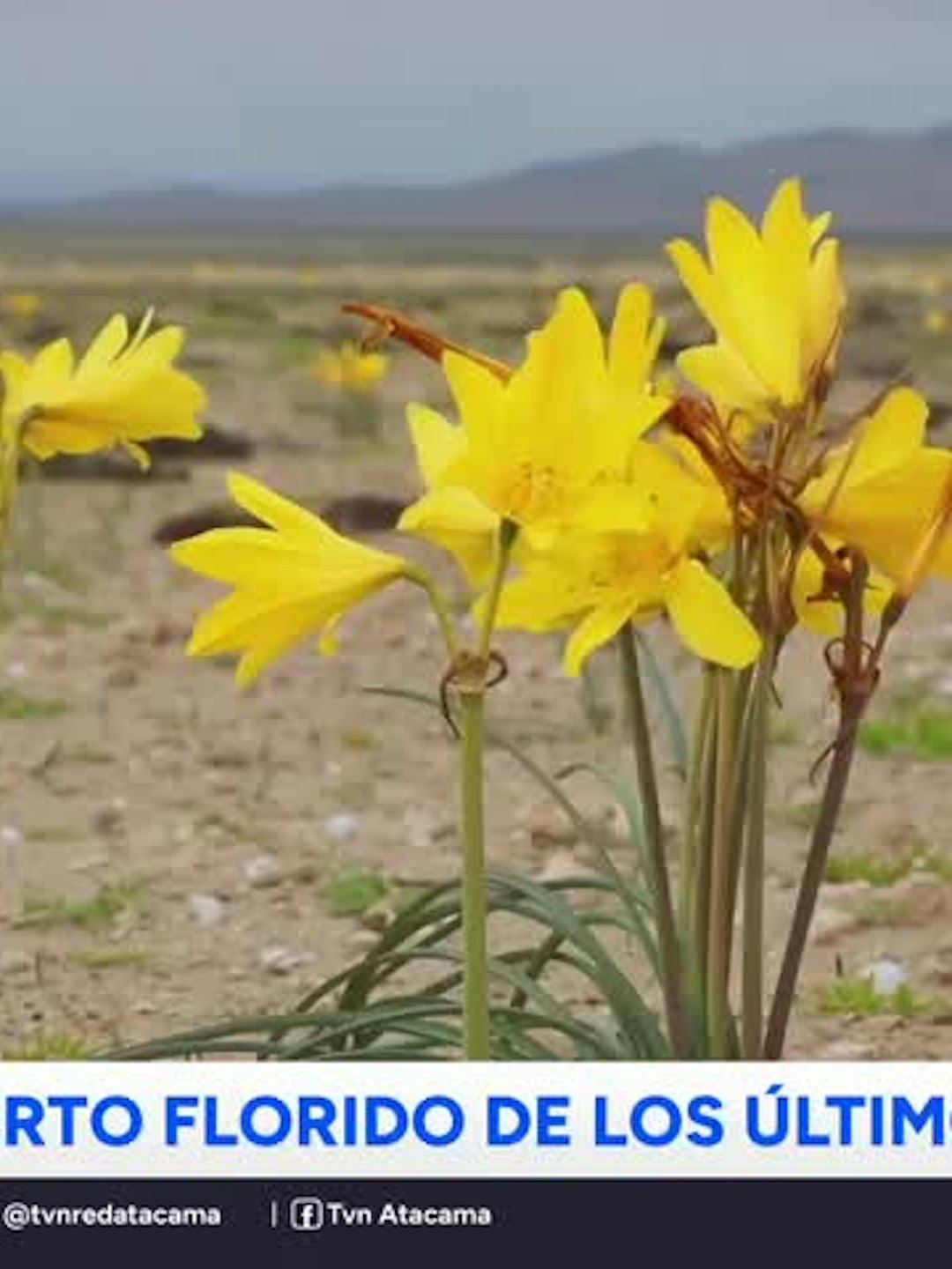 Desierto Florido se podría extender hasta diciembre