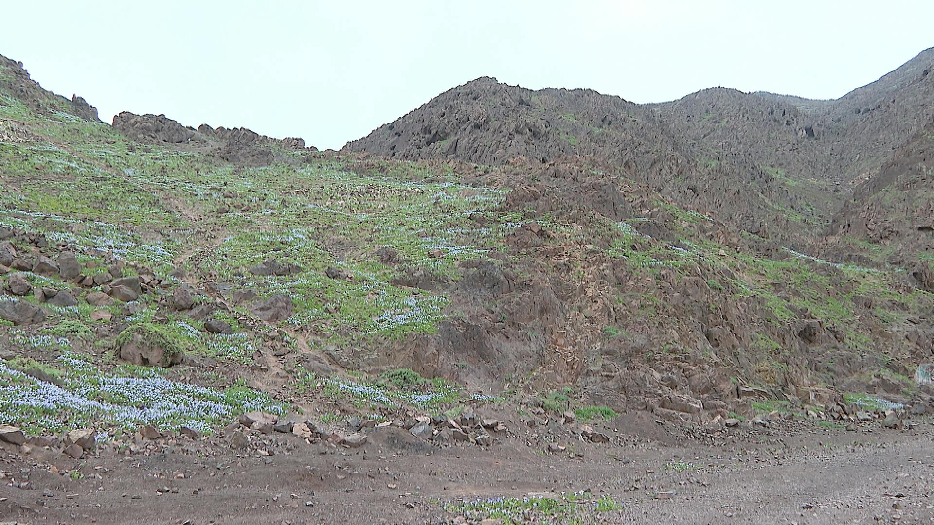 ¡El desierto florido también maravilla a Antofagasta!