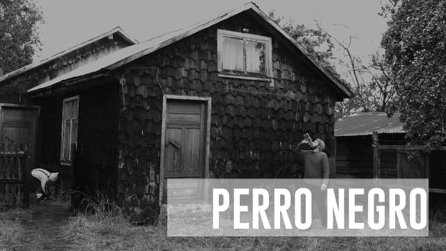 Perro negro