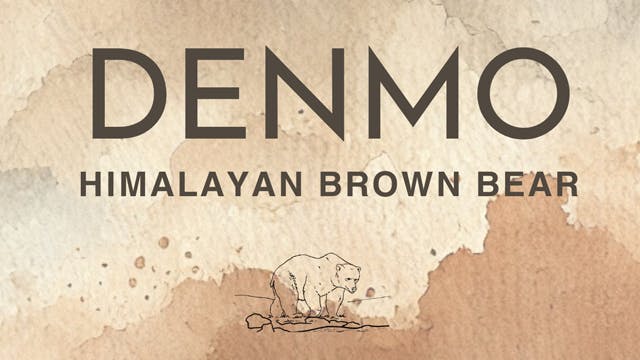 Denmo - Himalayan Brown Bear