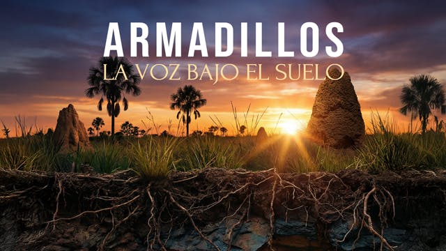ARMADILLO
