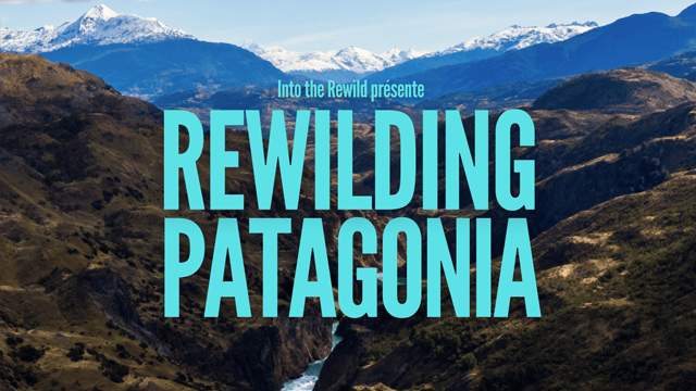 REWILDING PATAGONIA