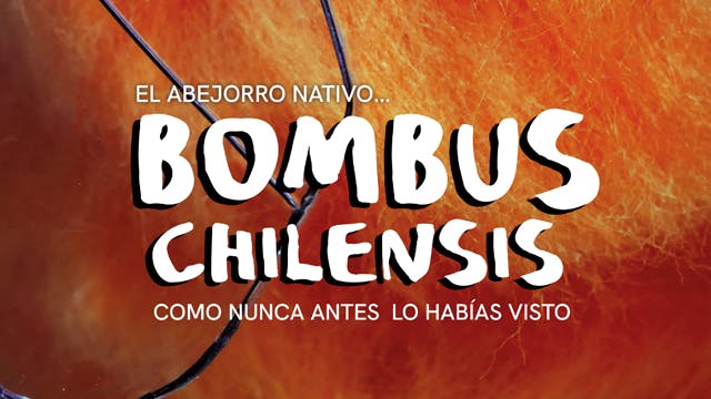 BOMBUS CHILENSIS