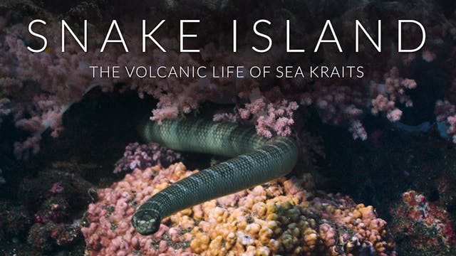 SNAKE ISLAND