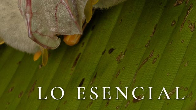 LO ESENCIAL