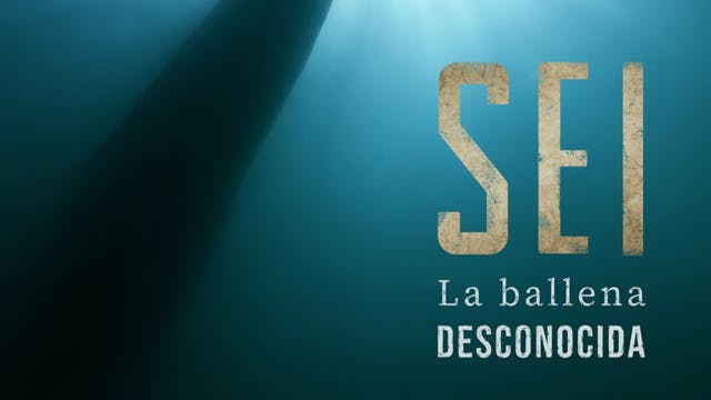 SEI, LA BALLENA DESCONOCIDA
