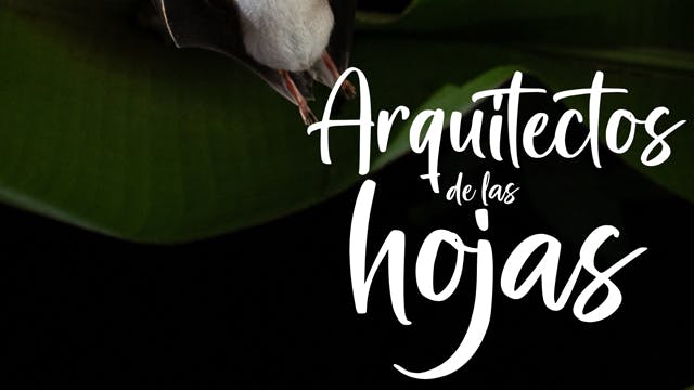 ARQUITECTOS DE LAS HOJAS