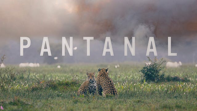 PANTANAL