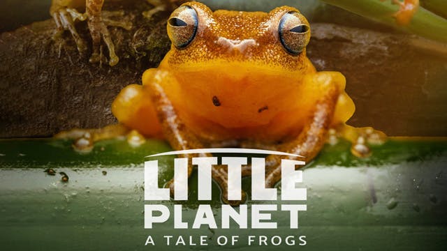 LITTLE PLANET A TALE OF FROGS