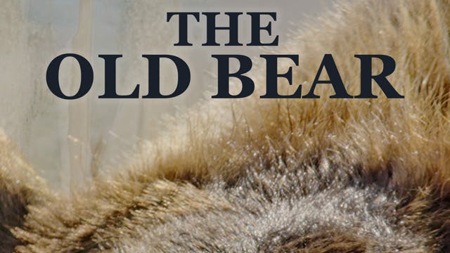 THE OLD BEAR