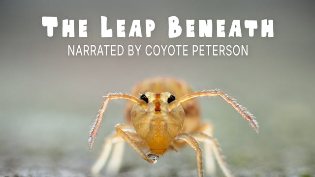 THE LEAP BENEATH