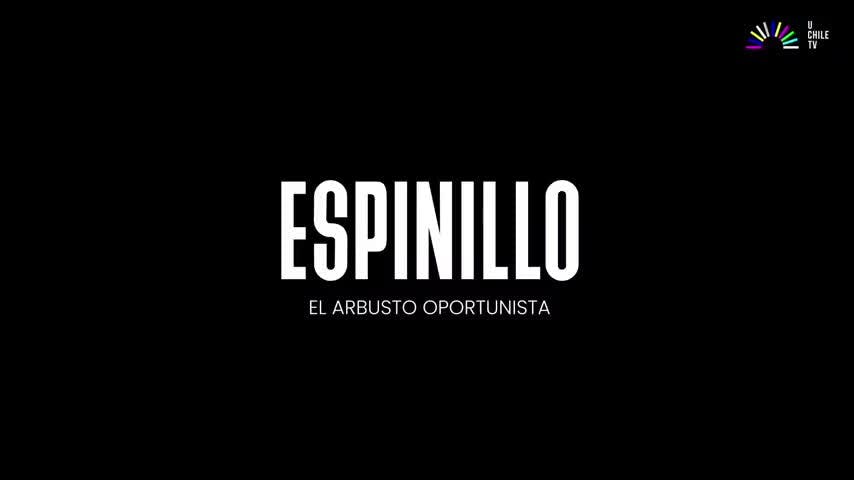 Invasores - Espinillo