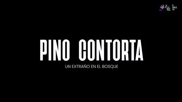 Invasores - Pino Contorta