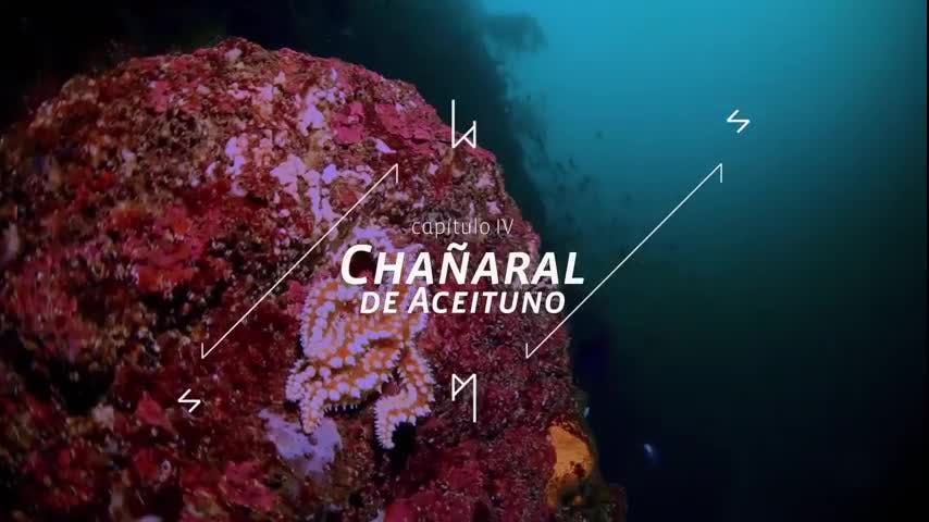 MAPA MÁGICO Cap. 4 - Chañaral de aceituno