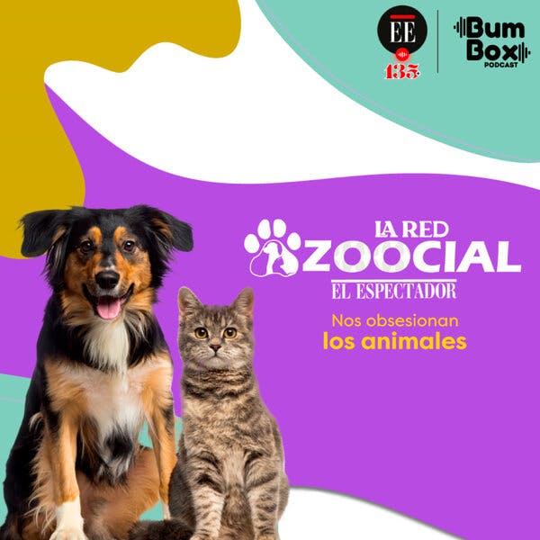 Disfrazar a su mascota y otras formas de maltrato