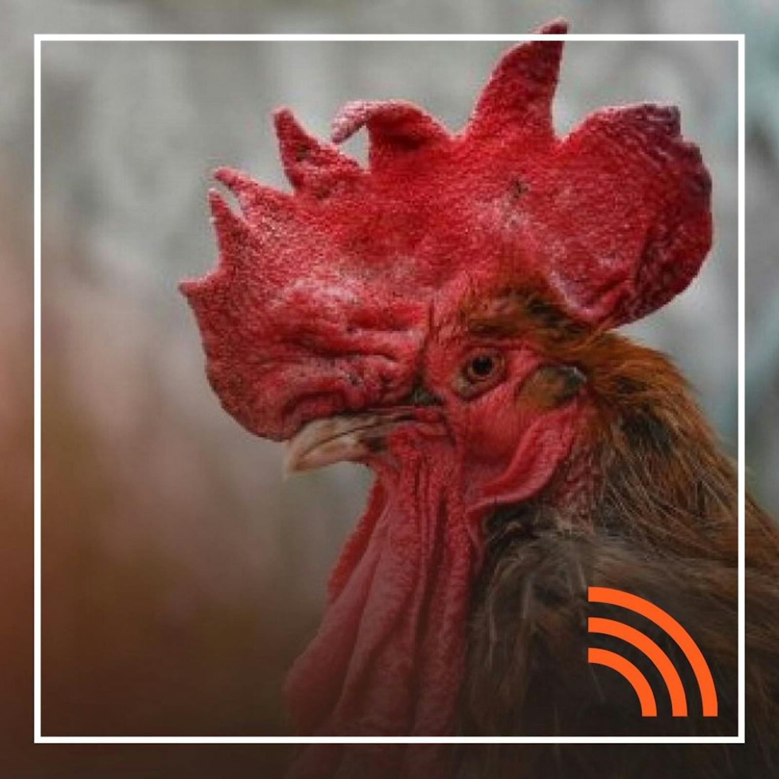 El trasfondo del juicio que ganó un gallo y la fatal "infidelidad rentada" en un viajes de negocios episode artwork