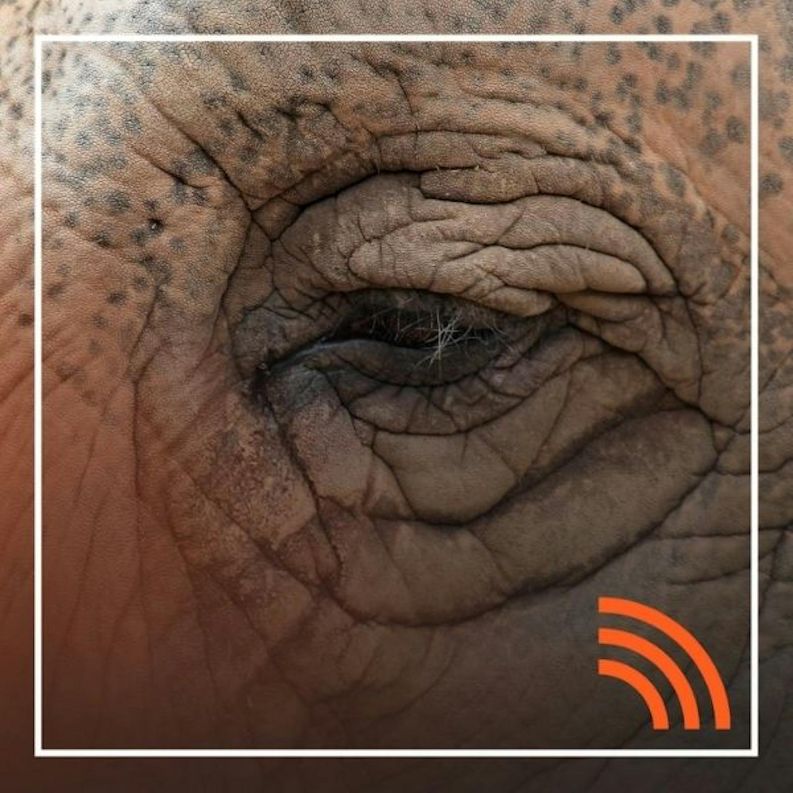 La difusión de los avances de la Iniciativa Científica Milenio y los desafíos de mudar a un elefante en plena pandemia