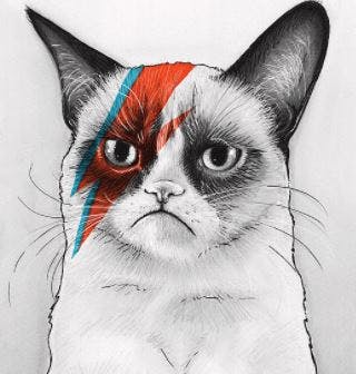 Gatos