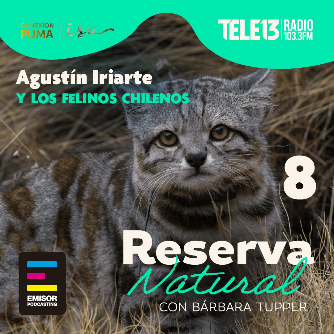 Agustín Iriarte y los felinos chilenos