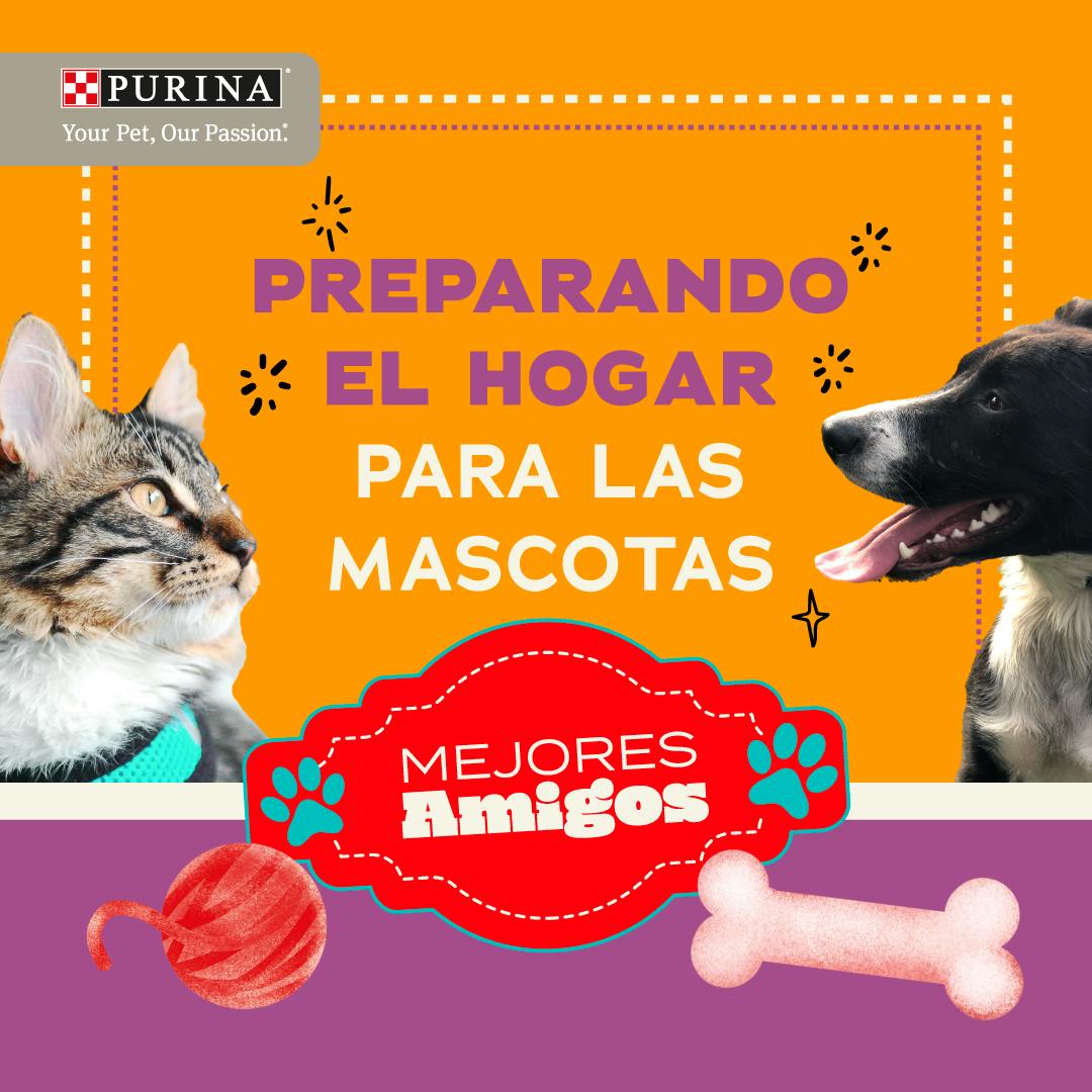 Preparando el Hogar para las Mascotas