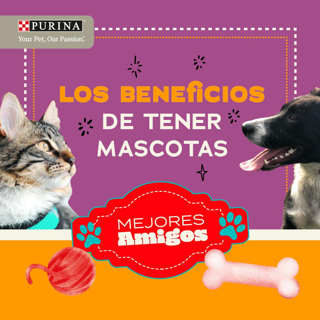 Los Beneficios de Tener Mascotas