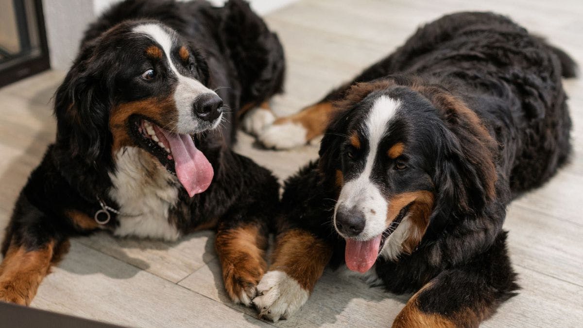 Clonación de mascotas: La polémica nueva tendencias que es cada vez más común entre las celebridades