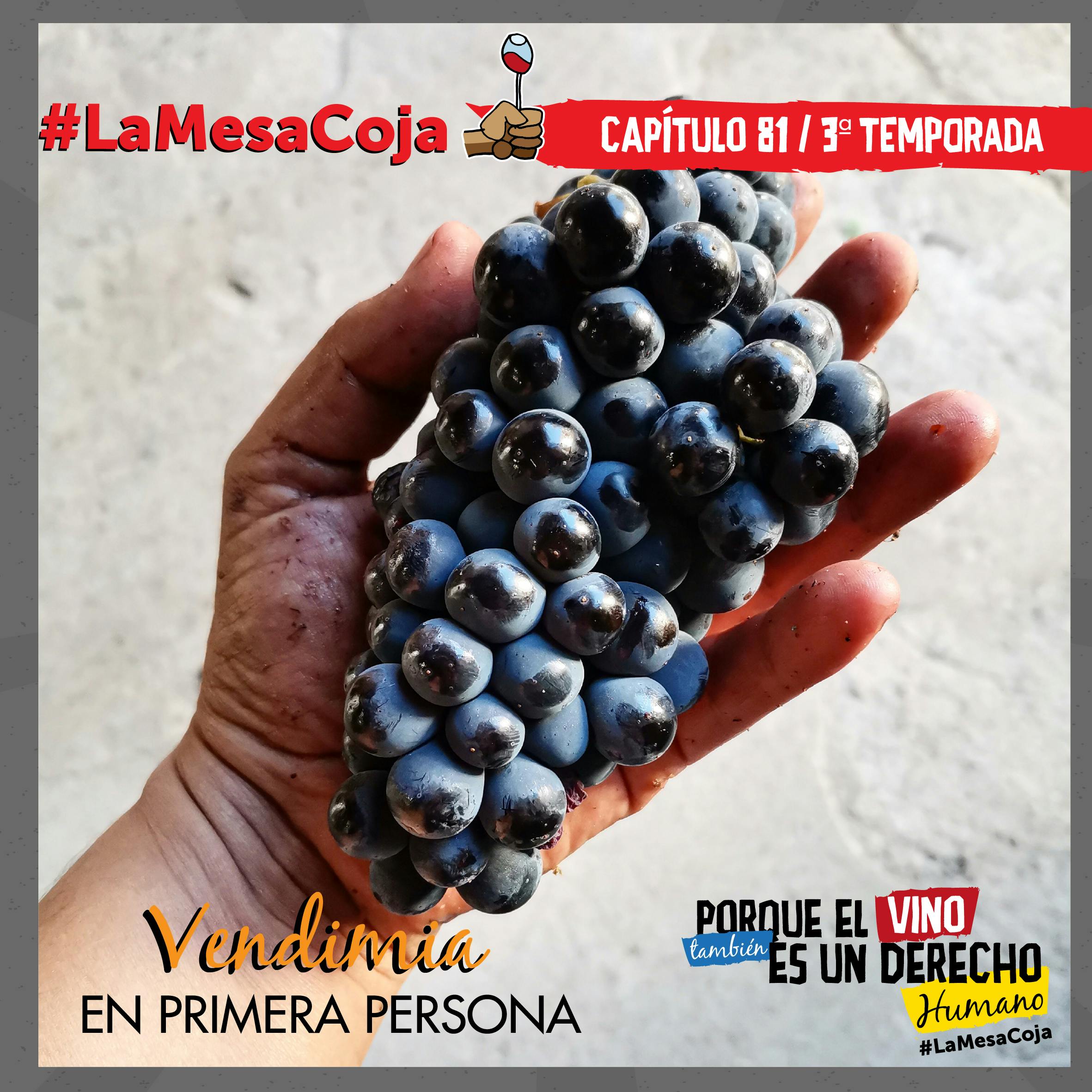 Vendimia en Primera Persona