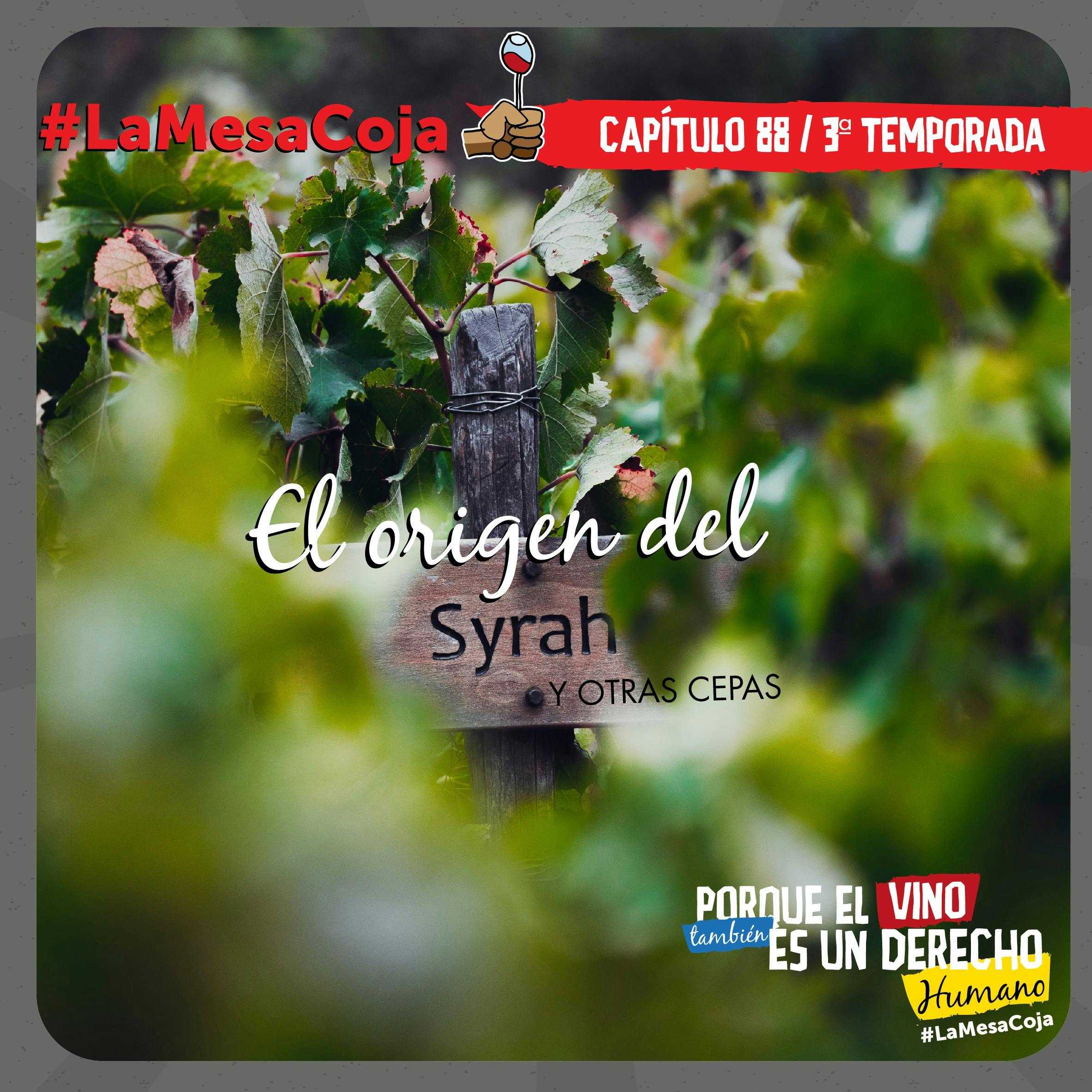 El Origen del Syrah y Otras Cepas