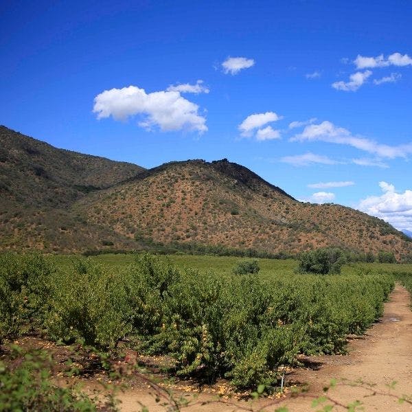 Director Nacional INDAP por alza de precios en fertilizantes: Como país estamos bien preparados, somos resilientes a este tipo de shocks porque tenemos más tratados