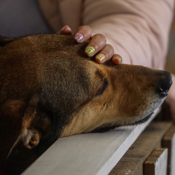 Senador Bianchi por permiso laboral en caso de muerte de mascota: Nos hacemos cargo de mejorar incentivando con una externalidad positiva los aspectos que la Ley Cholito no contempla