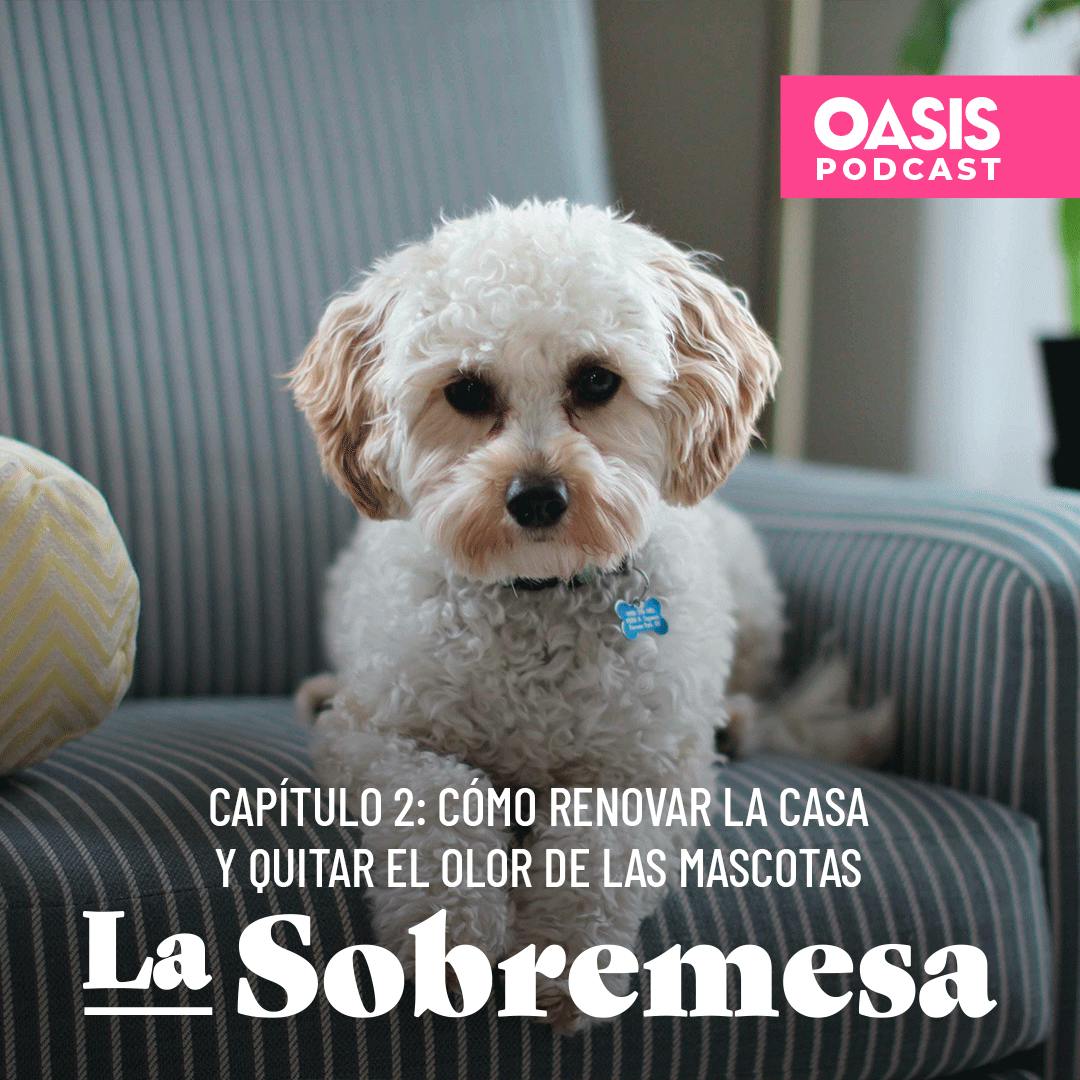 Cómo renovar la casa y quitar el olor de las mascotas