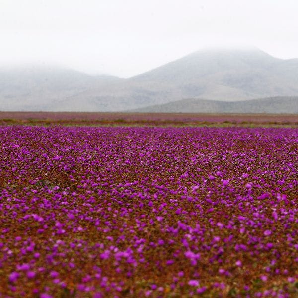 Doctora en Biología Vegetal por desierto florido: Es un despertar de un ecosistema