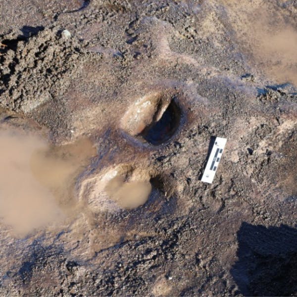 Paleontóloga Moreno por hallazgo de huellas de megafauna en Punta Pelluco: “Los animales que caminaron por ahí ya habían visto los restos del bosque petrificado arrasado por los glaciares”
