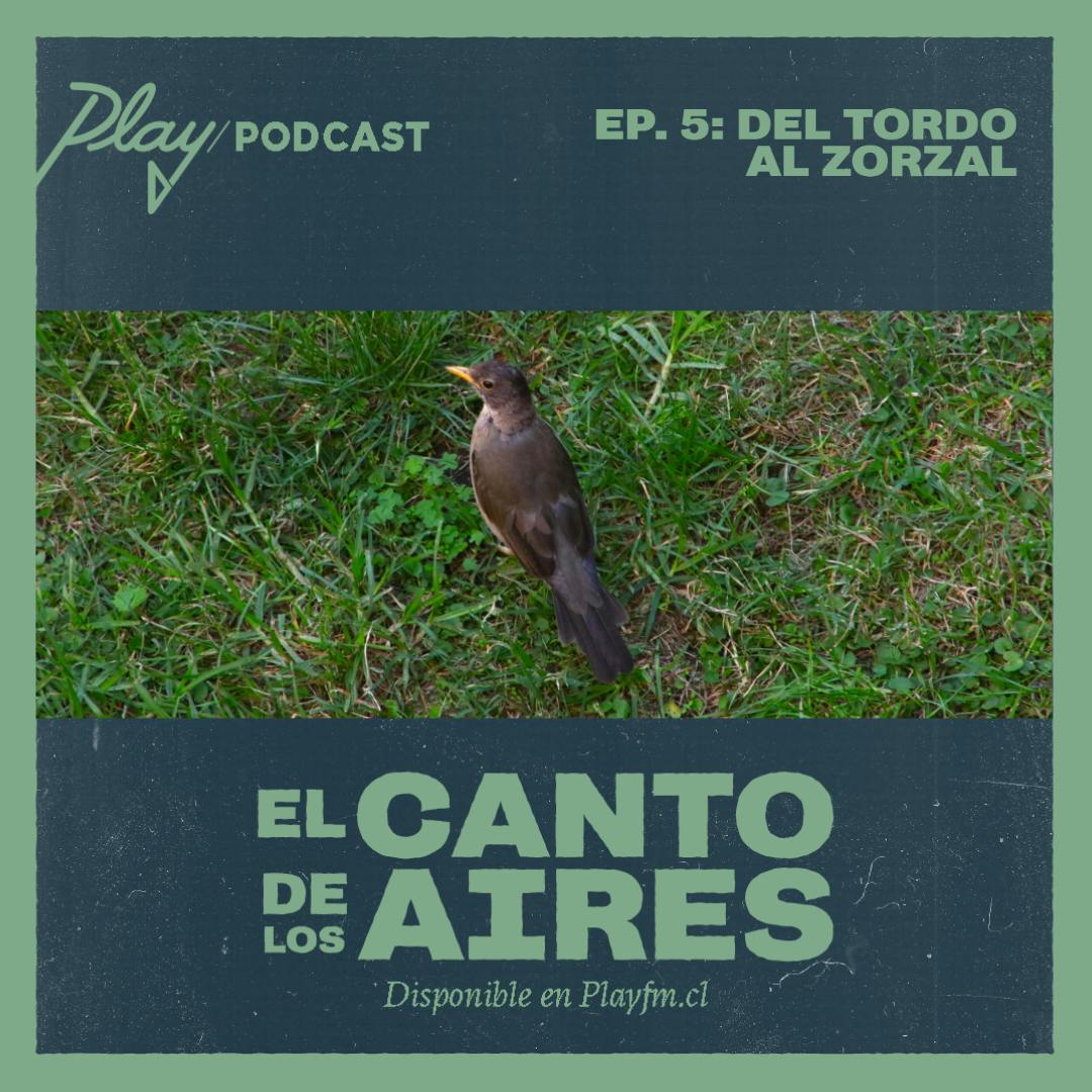 Del Tordo al Zorzal