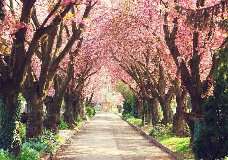 Memoria de Elefante con Marco Silva: Fiesta de la primavera