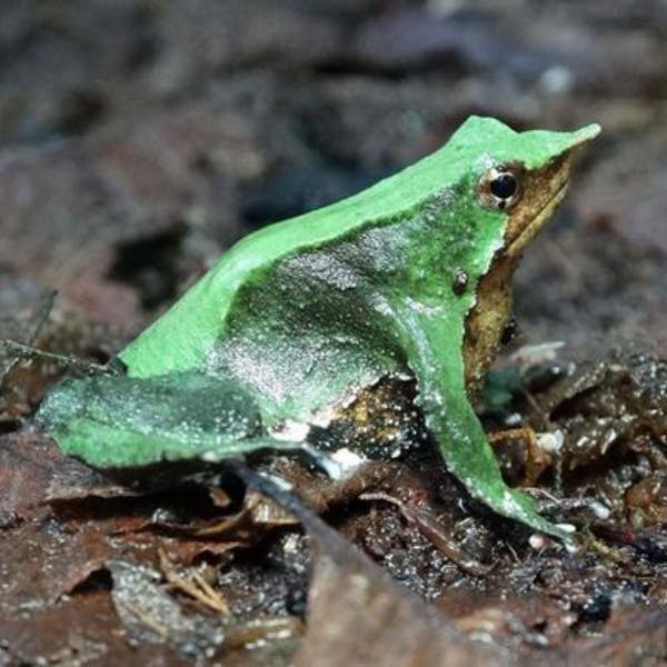 Director de Conservación de WWF Chile por Índice Planeta Vivo: “Nos da una alerta temprana de que estamos llevando algunas especies al borde de la extinción”
