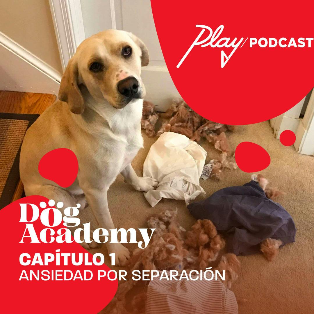Clase 1: Ansiedad por separación