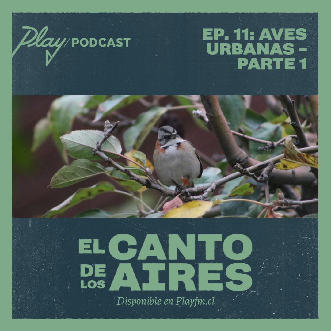 Aves urbanas - Parte 1