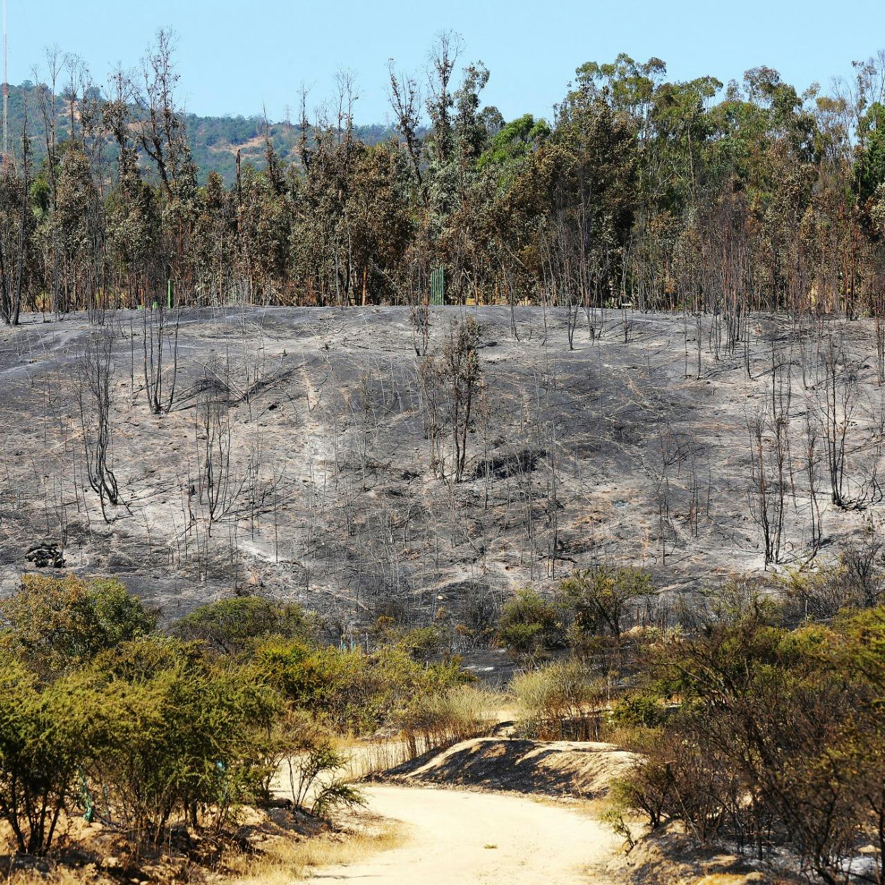Centro de Alerta Temprana Onemi: Estos incendios con altas temperaturas tienen rápida propagación, hay condiciones adversas
