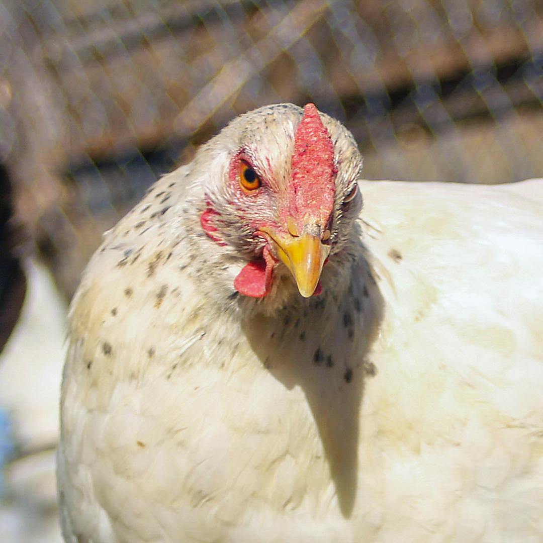 Epidemiólogo veterinario por variante H5N1 de gripe aviar: “Esto puede ir escalando y generar problemas más importantes que pueden afectar la seguridad alimentaria”