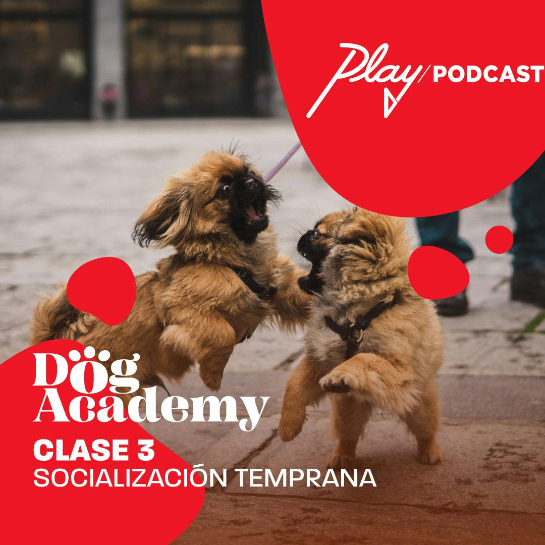 Clase 3: Socialización temprana