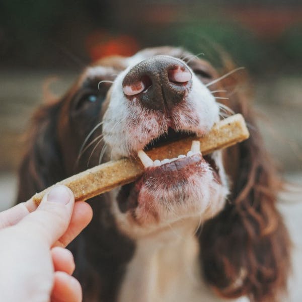 Valenzuela por snacks para mascotas hechos con moscas: “La humanidad tendrá una necesidad que es el agotamiento de ingredientes de origen animal”