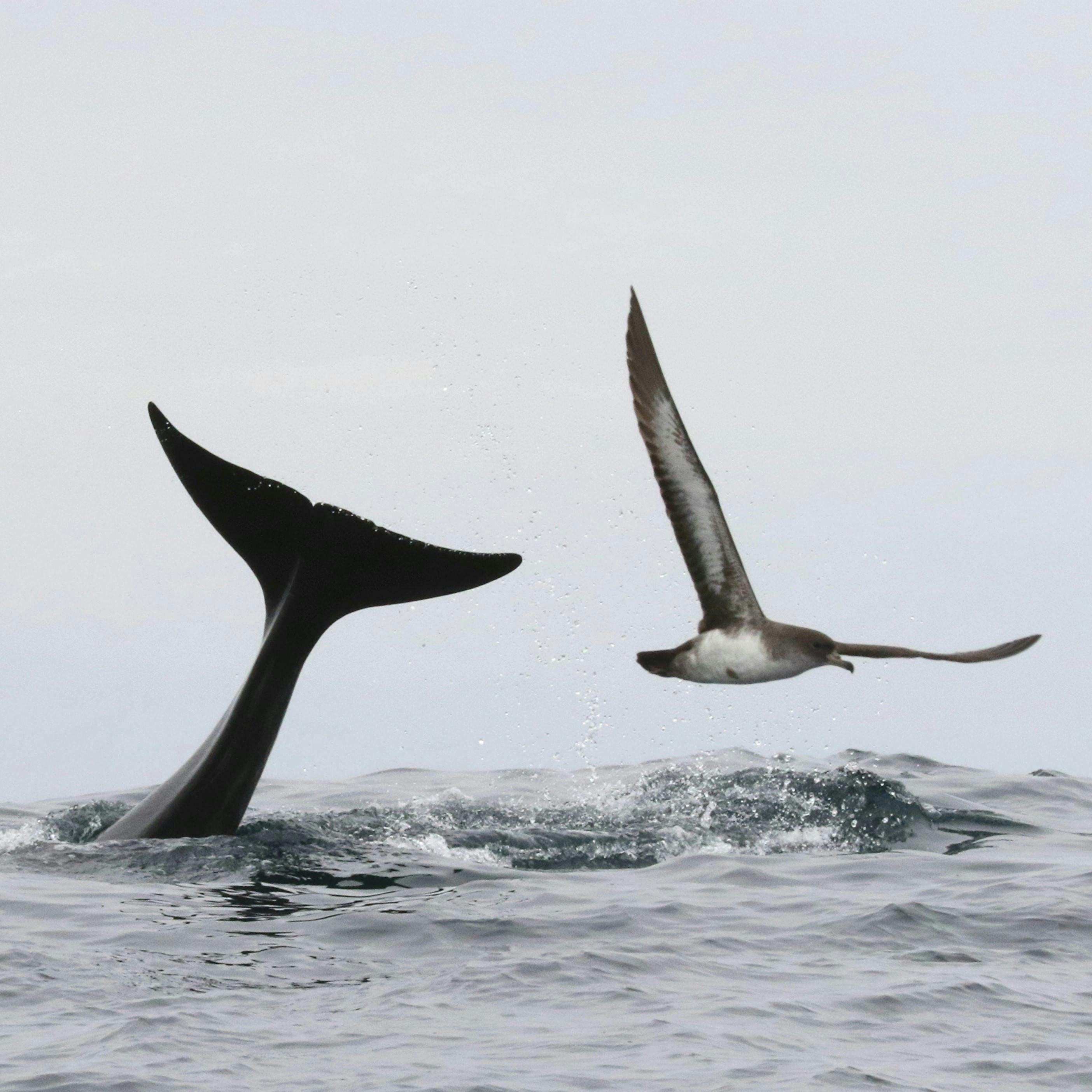 Oceana Chile tras rechazo a proyecto Dominga: Esto se tiene que zanjar con un área marina protegida de una vez por todas