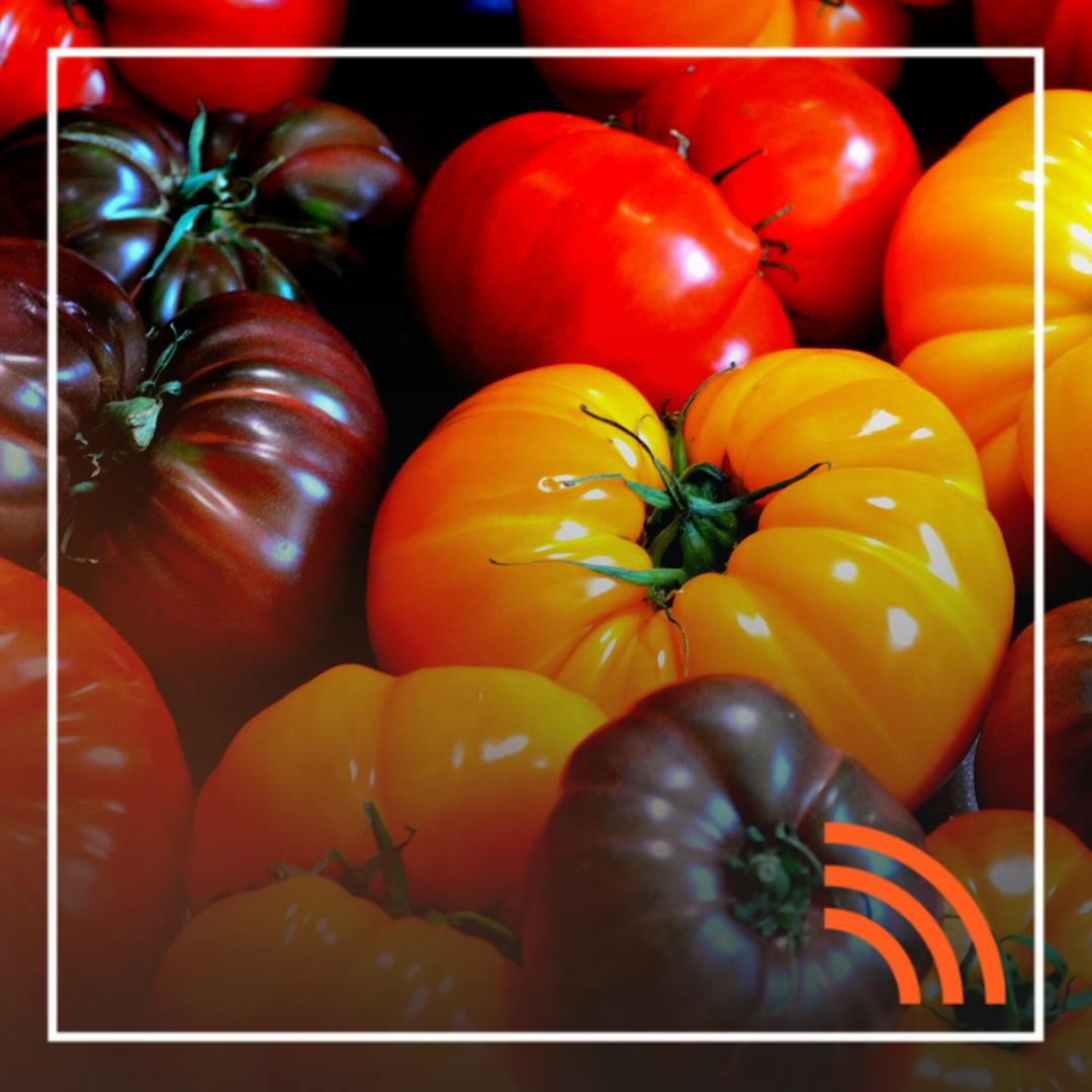Verduras directamente desde el huerto a la casa