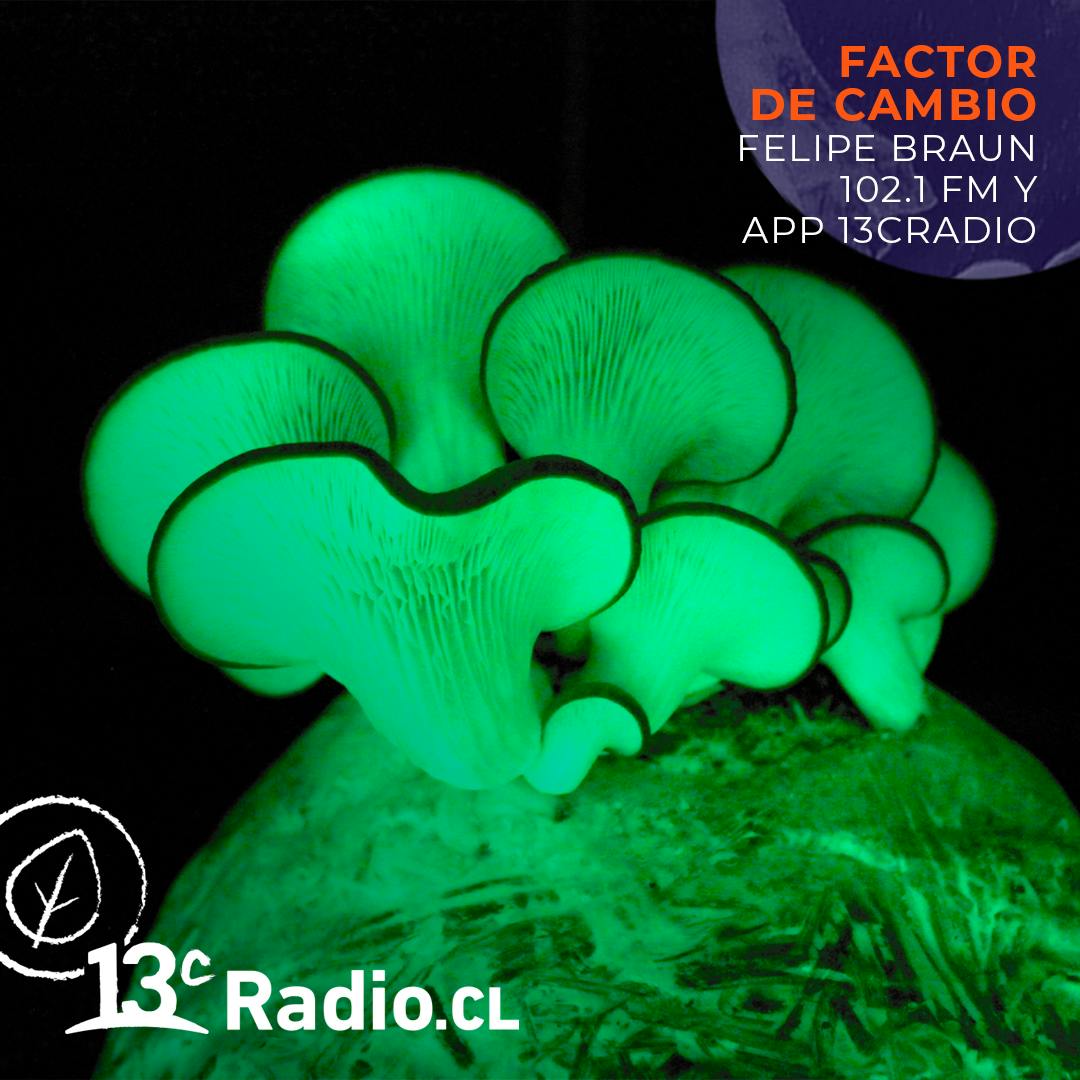 El sorprendente reino fungi en el Museo del Hongo