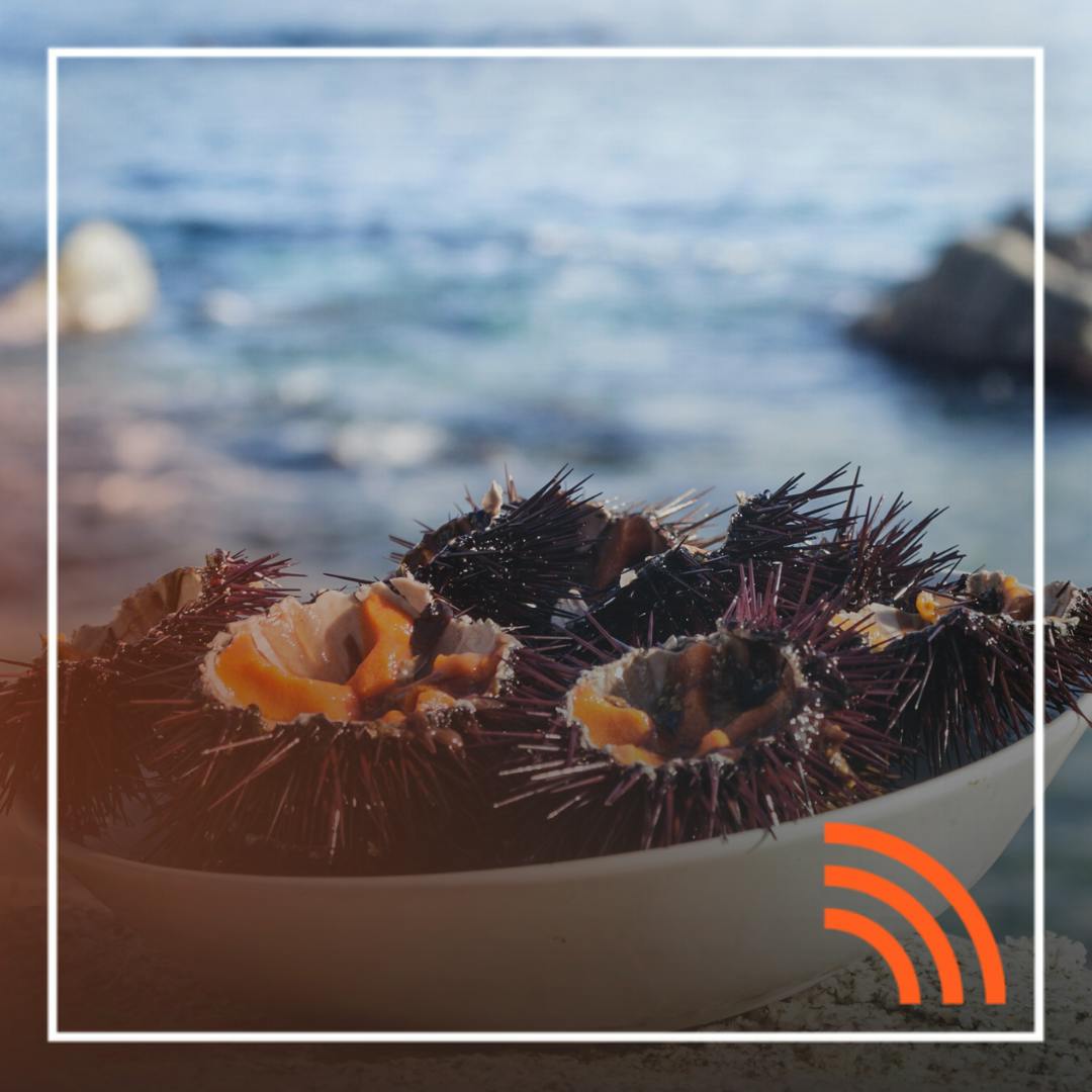 Erizos de mar y su característico sabor 