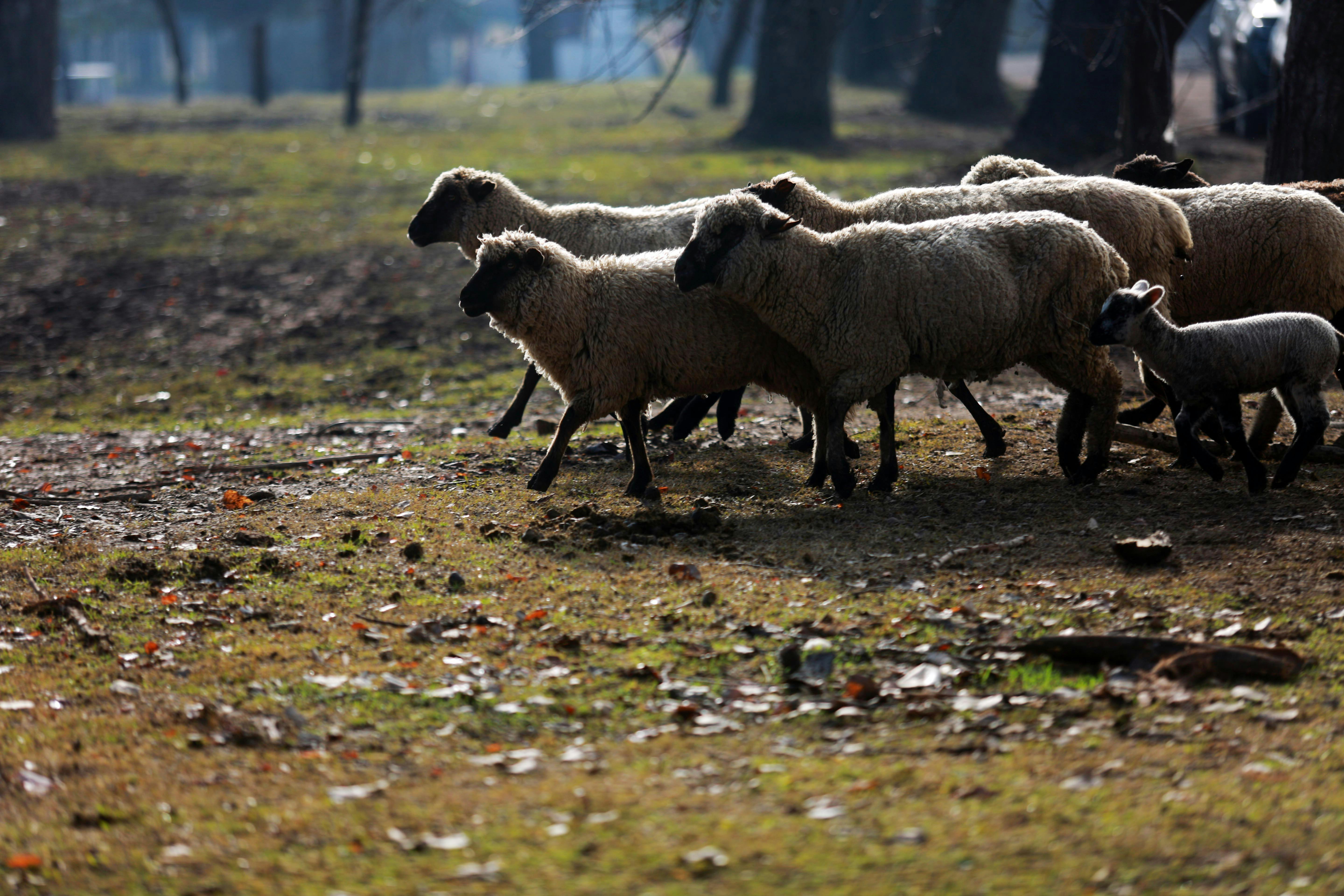 Médico veterinario por pastoreo estratégico para evitar incendios: Es aplicable en cualquier región, bastaría una política pública que subsidiaria esto