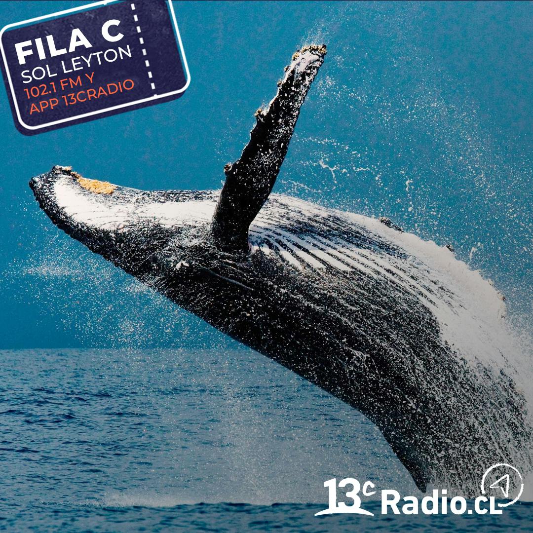 El santuario de ballenas en Chañaral de Aceituno